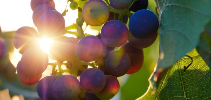 Weintrauben Gegenlicht