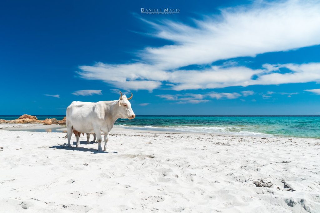 Dieses Bild hat ein leeres Alt-Attribut. Der Dateiname ist Spiaggia-Berchida-Foto-Daniele-Macis-1024x683.jpg