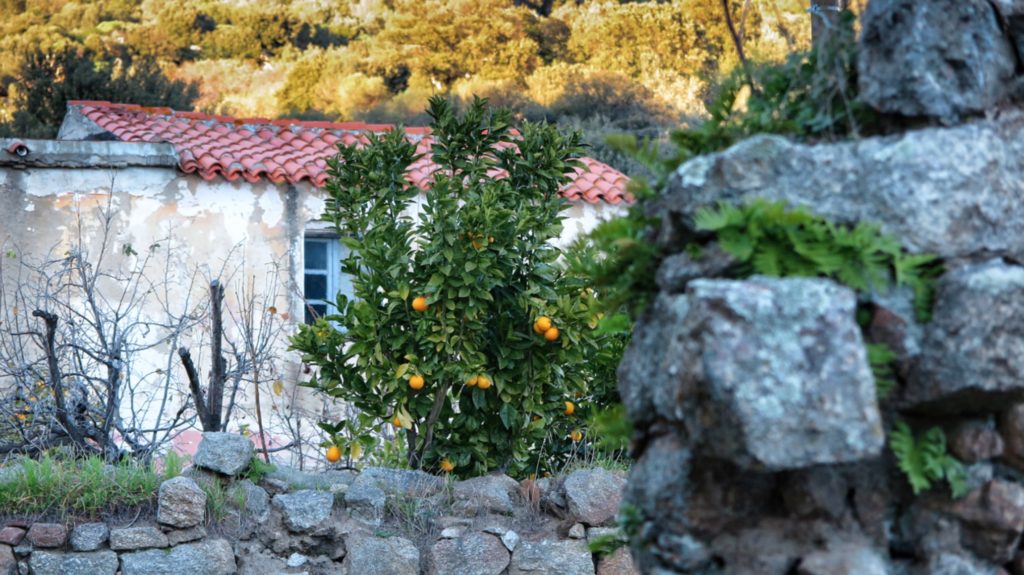 Dieses Bild hat ein leeres Alt-Attribut. Der Dateiname ist Orangenbaum--1024x575.jpg